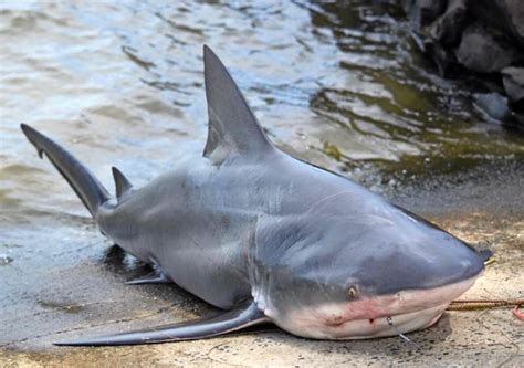 Warning: You're not safe from sharks in the river | Northern Star