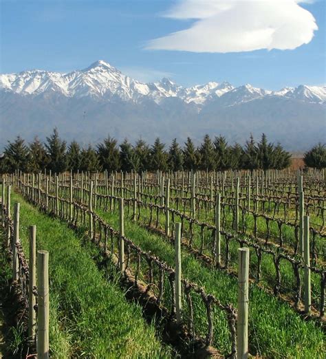 Best Chile Wine Tours 2021-2022 | Zicasso