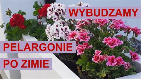 Wybudzamy Pelargonie Po Zimie Youtube