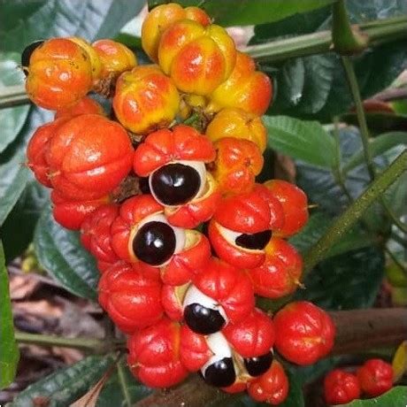 Guarana à semer graines de Paullinia cupana