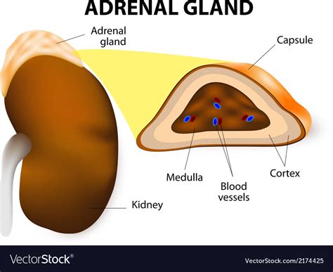 Adrenal Glands Royalty Free Vector Image Vectorstock