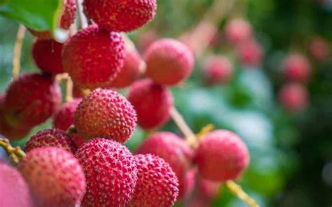 How To Grow A Lychee Tree By Seed Or Airlayering