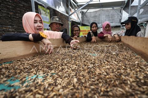 Budi Daya Dan Pengolahan Maggot Di Surabaya Antara Foto