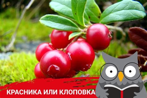 Другие названия клоповки ⭐️ Клоповка имеет множество названий: красника ...