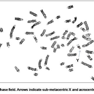 Mitotic And Meiotic Chromosomes Of Philaenus Signatus A Mitotic