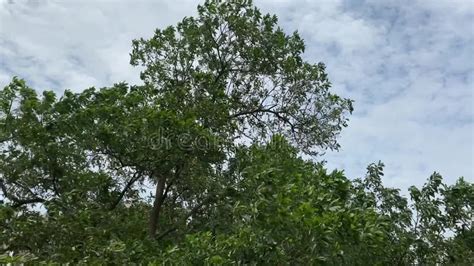 Wind Blowing Trees stock video. Video of branches, leaves - 216567729