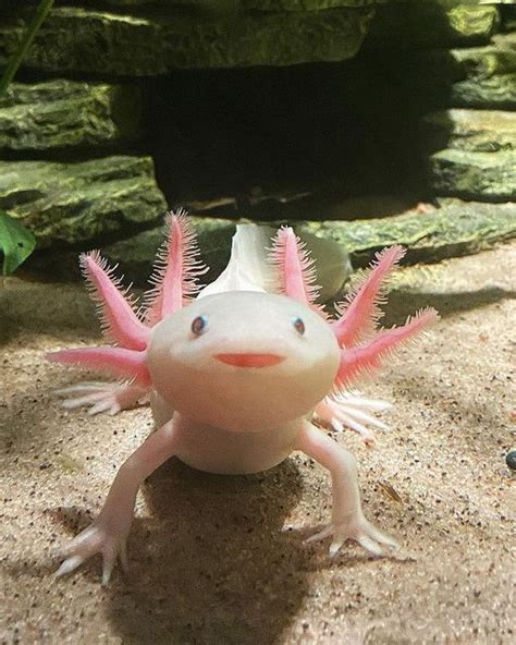 Total 40 Imagem Axolotl Happy Br Thptnganamst Edu Vn