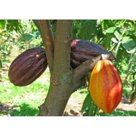 Jual Buah Coklat 500gr Kakao Kako Matang Pohon Bisa Untuk Benih