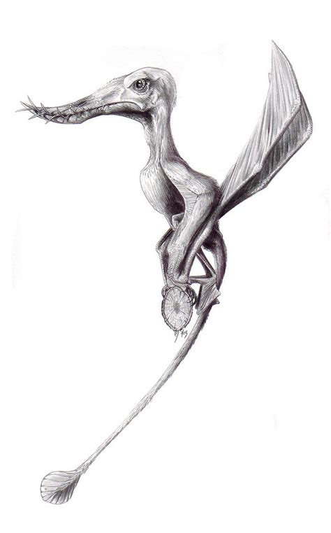 Rhamphorhynchus Looking Regal By Qilong On Deviantart