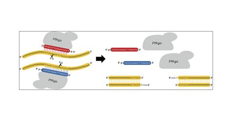 Programmable Dna Guided Artificial Restriction Enzymes Acs Synthetic