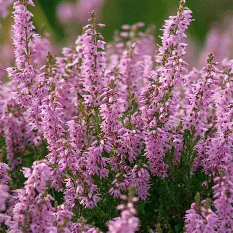 Seeds for Common Heather | Calluna vulgaris | Amkha Seed