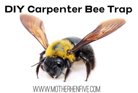 Carpenter Bee Trap – MOTHER HEN FIVE