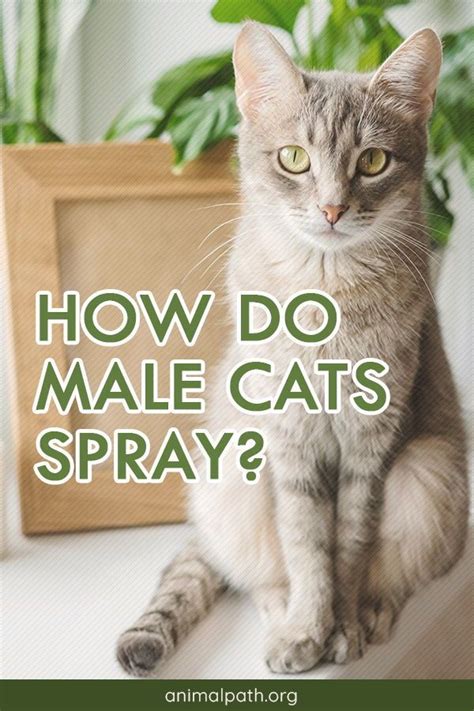 How Do Male Cats Spray Male Cat Spraying Cat Spray Cats