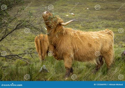 A Highland Cow Eating The Leaves From A Tree Stock Image Image Of