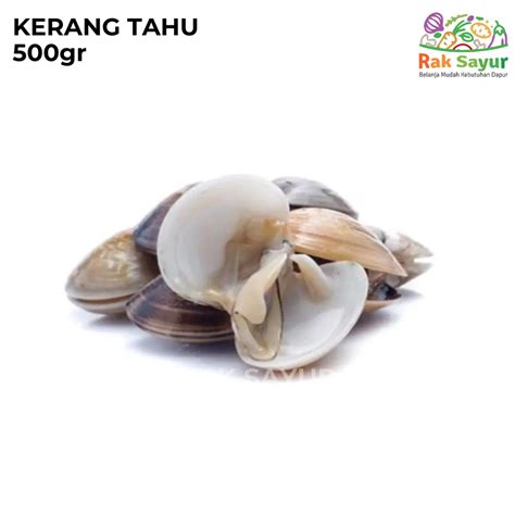 Jual Kerang Tahu 500gr Kerang Kepa Sefood Segar Frozen Rak Sayur Padang