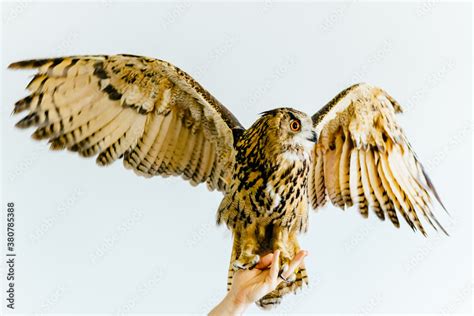 Eurasian Eagle Owl Stock Photo | Adobe Stock