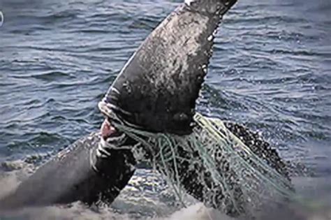 How do Humpback Whales Feed? | Smithsonian Ocean