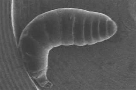 Nano Suited Insects Survive In A Vacuum