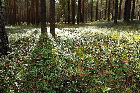 What Is The Taiga Worldatlas