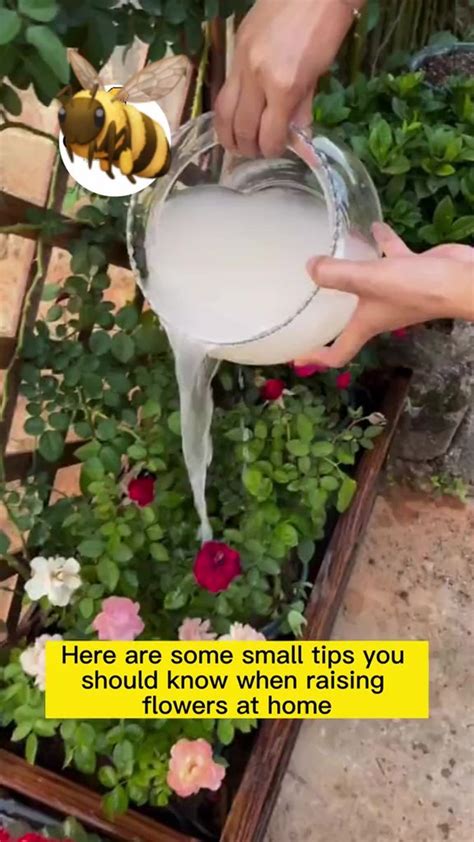 Pinterest Viral Gardening