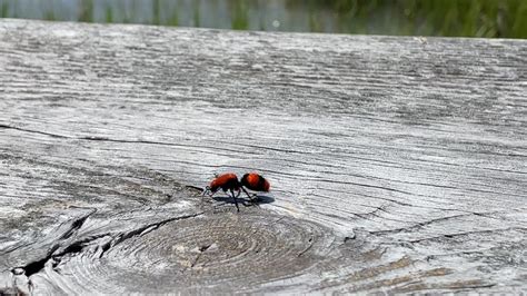 Red Velvet Ants Aren't Really Ants at All! - Nature Walks with Judy