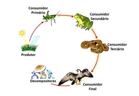 Cadeia alimentar: o que é, aquática e terrestre - Toda Matéria