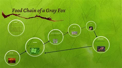 Food Chain of a Gray Fox by liliana lucero on Prezi