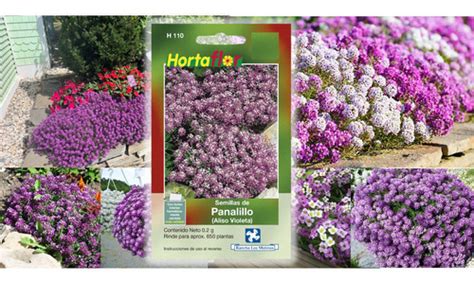 Semillas Planta De Flor Aliso Panalillo Alyssum Vida Semilla Online