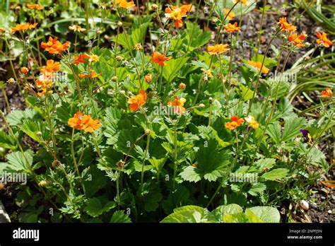 Clove Root Borisii Has Orange Flowers Stock Photo Alamy