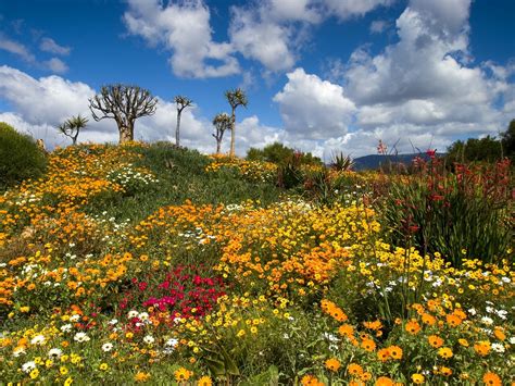 Fondos de pantalla Árboles paisaje Flores jardín naturaleza