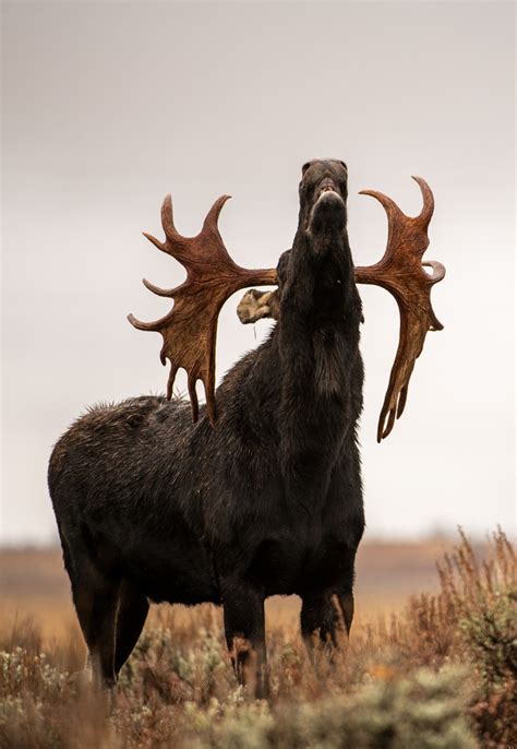 Brian Clopp - Portraits of Wild Moose | LensCulture