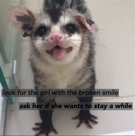 29 Possum Memes That Are As Funny As Possumble Gallery Ebaums World