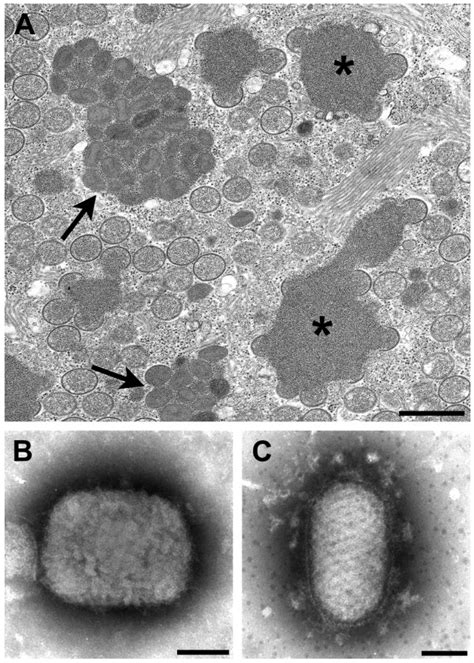 Viruses Free Full Text Morphologic Differentiation Of Viruses