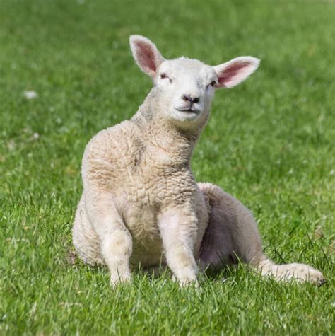 Sheep Sit Stock Photos Pictures And Royalty Free Images Istock