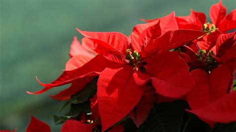 Flower Poinsettia-Poinsettia the Christmas Plant Picture 01 Preview ...