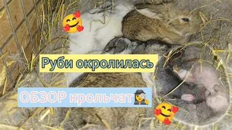 Крольчиха окролилась. Обзор крольчат🕵️‍♀️ #кролики_разведение #кролики ...