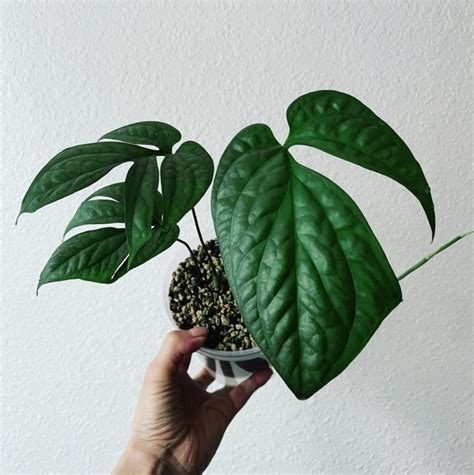 Амидриум (58 фото)