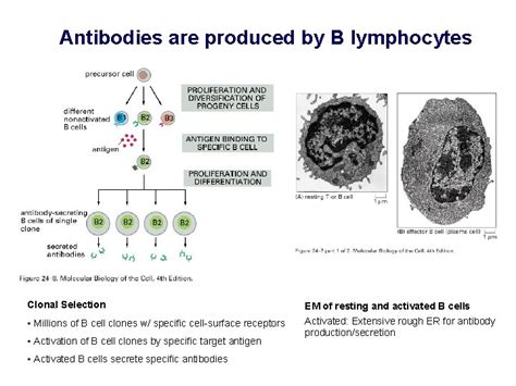 Proteinprotein Interactions And Western Blotting Mcb L