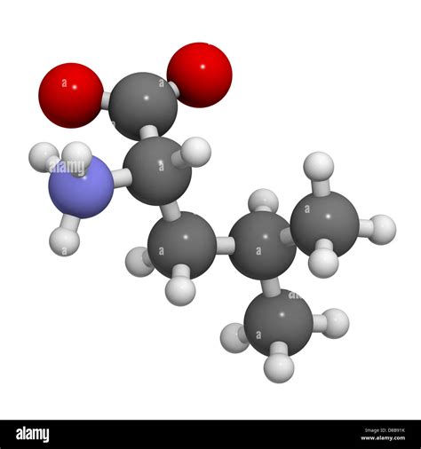 Leucine Leu L Amino Acid Molecular Model Amino Acids Are The