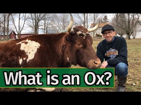 Oxen Basics: What is an Ox? - YouTube