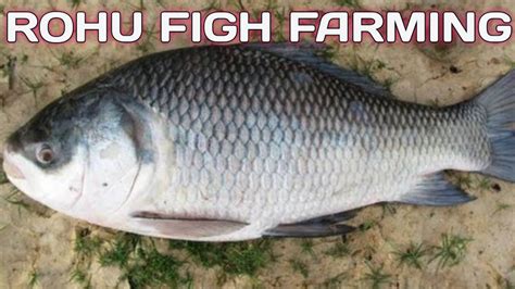 Catla Fish Farming Rohu Fish Farming Fish Farming In Assam Youtube