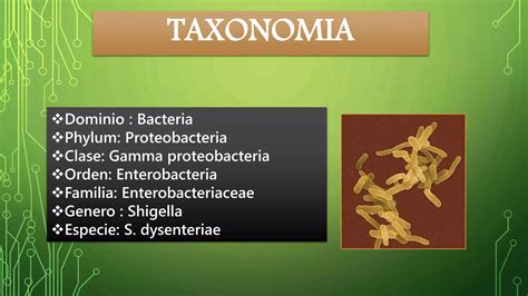 Shigella Dysenteriae Ppt