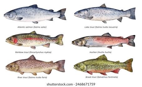 Watercolor Set Salmonidae Fish Atlantic Salmon Stock Illustration ...