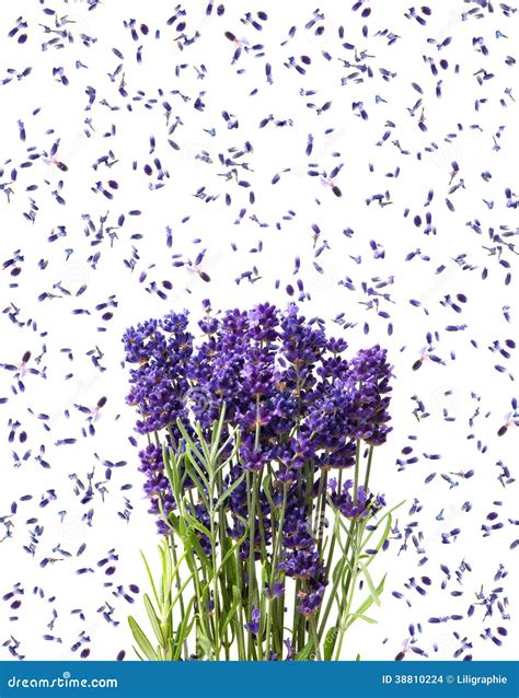 Fresh Lavender Flowers Isolated On White Stock Photo Image Of Bunch