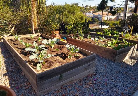 Growing vegetables in raised boxes - Greg Alder's Yard Posts: Southern ...