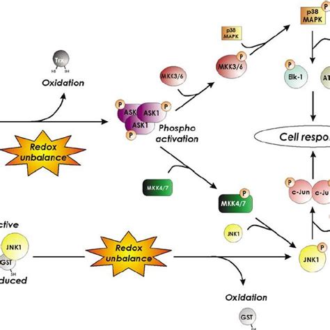 Redox Regulation Of Map Kinases The Scheme Represents The Intimate Download Scientific Diagram