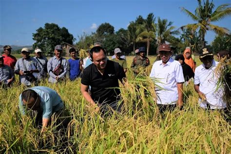 Sukses Petani Organik Binaan PT Vale 11 Kali Panen Hasil Makin