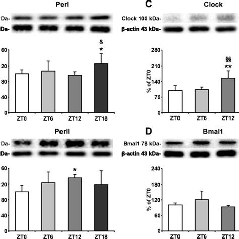 Circadian Clock Protein Expressions In The Ischemic Striatum Western