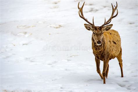 Deer Running on the Snow in Christmas Time Stock Photo - Image of fauna ...