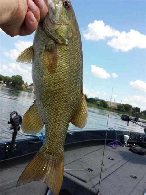 Fishing report lake mendota | JNB Guided Fishing